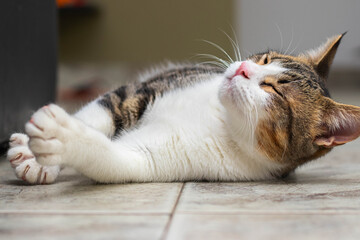 Portrait of an adorable cat lying on the floor stretching