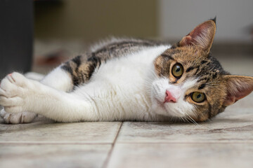 Portrait of an adorable cat lying on the floor looking straight at the camera