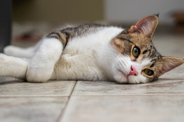 Portrait of an adorable cat lying on the floor bored
