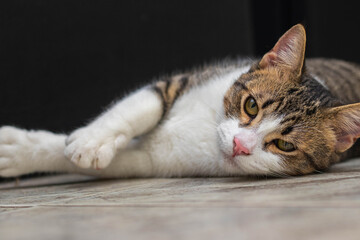 Portrait of an adorable cat lying on the floor