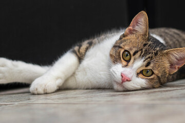 Portrait of an adorable cat lying on the floor