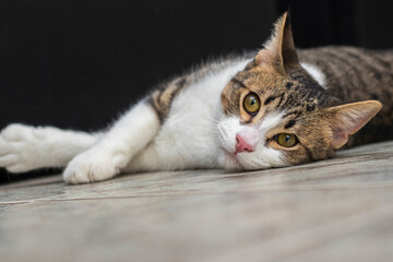 Portrait of an adorable cat lying on the floor