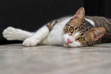 Portrait of an adorable cat lying on the floor