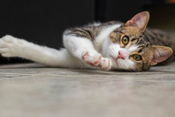 Portrait of a cat lying down stretching its paw