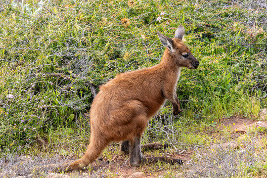 Australian Common  Wallaroo or Euro