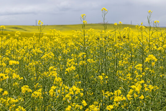 Conola crop growing in Western Australia