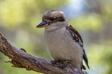 Australian Laughing Kookaburra photographed in Western Australia