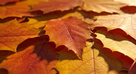 Autumn Leaves Background Close Up, Red, Orange, and Gold