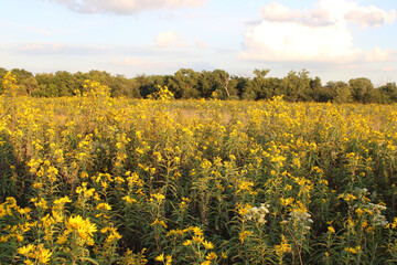 Obraz premium Sawtooth sunflowers dominate a field at the Linne Woods restored tallgrass prairie in Morton Grove, Illinois