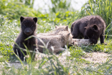 Grey Wolf Pups Canis lupus in Grass with Litter