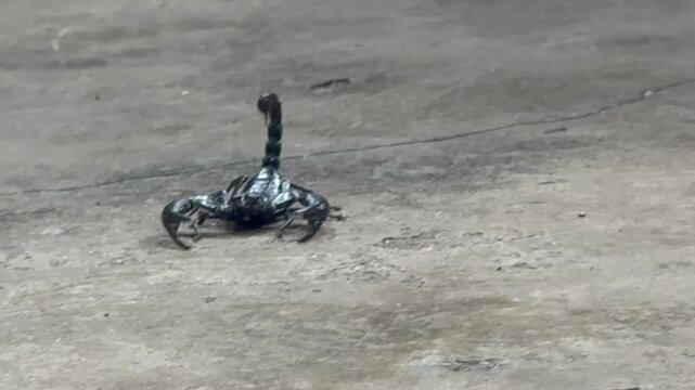 The Asian giant scorpion.black hard shell .Heterometrus species,showing body and structure on ground floor