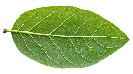 Fototapeta premium Close-up Macro Shot of a Vibrant Green Leaf with Detailed Veins and Water Droplets, Isolated on a Transparent Background. No Background PNG