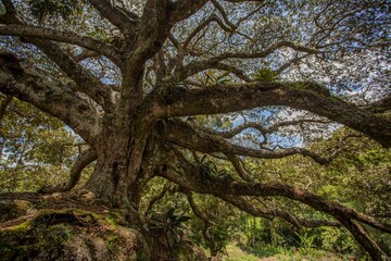 árvore centenária, Jatobá, Hymenaea courbaril