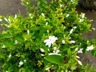 White jasmine flower (Jasminum sambac) Emits a distinctive and calming fragrance, especially at night