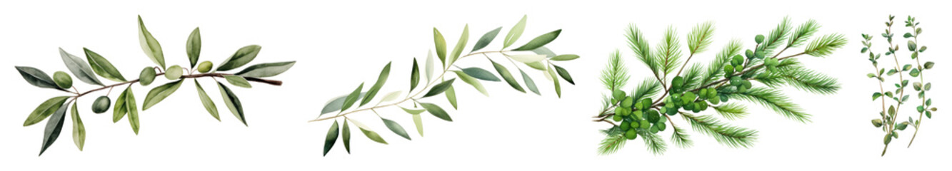 Fototapeta premium PNG Botanical watercolor foliage illustration, element set on transparent background