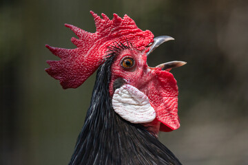 Rooster Close Up with Red Comb and Wattles (Gallus gallus domesticus)
