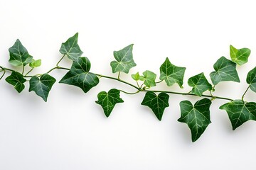 Fototapeta premium Spreading Green Ivy Branch Foliage with Intricate Veins on Bright White Background