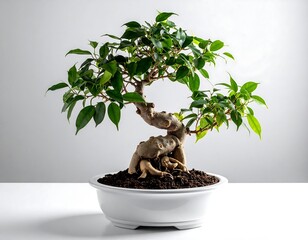 Bonsai tree in white pot on white surface
