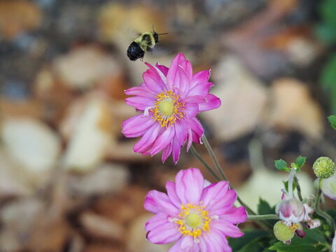 Bee pollinating pink flower close-up