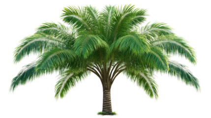 Isolated lush green palm tree with a full canopy of fronds and textured trunk against a transparent background. Transparent Object PNG