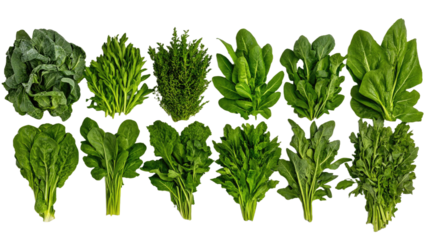 Assortment of Fresh Green Leafy Vegetables and Culinary Herbs on an Isolated Background, Featuring Spinach, Arugula, Collard Greens, and More. PNG Isolated Transparent
