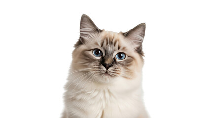 Ragdoll Cat Portrait Close Up creative illustration featuring cat lover, ragdoll kitten, breed, portrait, fluffy, animal portrait modern