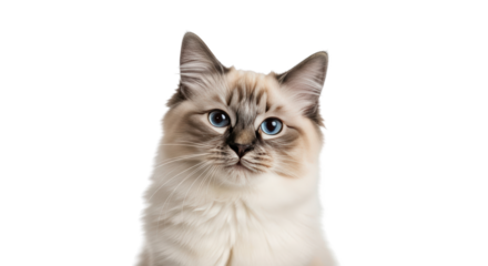 Ragdoll Cat Portrait Close Up creative illustration featuring cat lover, ragdoll kitten, breed, portrait, fluffy, animal portrait modern
