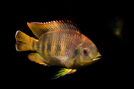 Spotted Tilapia at the St. Louis Zoo