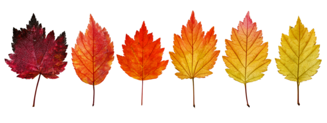Gradient row of six autumn leaves on a transparent and white background, showing a transition of colors. Concept for seasonal promotions, botanical studies and nature-themed designs