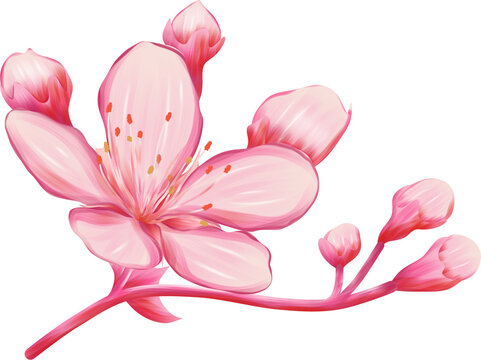 Cherry blossom flower 