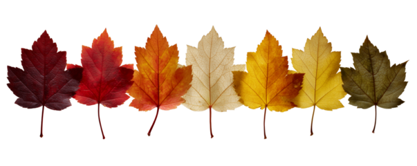 Arrangement of seven maple leaves displays autumnal color gradients isolated on black, concept for seasonal backgrounds, Thanksgiving design, and autumn promotions and print media.