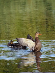 Male mallard duck swimming in clear water