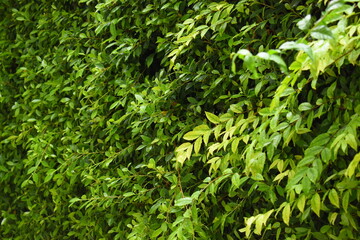 green leaf fence in the garden, natural background in springtime