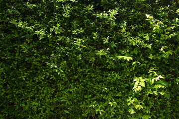 green leaf fence in the garden, natural background in springtime