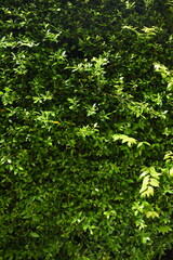 Obraz premium green leaf fence in the garden, natural background in springtime