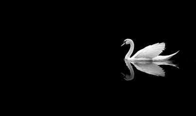 Elegant white swan gracefully swimming on dark water, mirrored reflection.