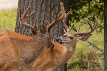 White-tailed Deer Bucks with Velvet Antlers (Odocoileus virginianus)