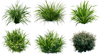 Diverse collection of six isolated ornamental grasses and a dense shrub with vibrant green and variegated foliage, perfect for landscaping and architectural visualization.. PNG Transparent Background