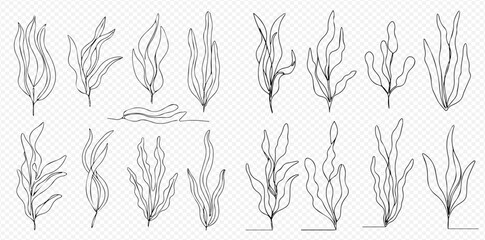 A collection of diverse hand-drawn line art illustrations depicting various types of seaweed and aquatic plants on a transparent background.