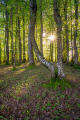 Fototapete bei efototapeten.de bestellen   