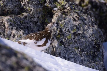 山岳地帯に住む鳥　ライチョウ（Rock ptarmigan）