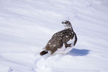 山岳地帯に住む鳥　ライチョウ（Rock ptarmigan）