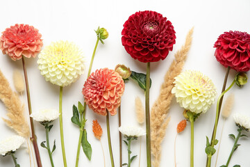 Composition with beautiful dahlia and chrysanthemum flowers on white background, closeup