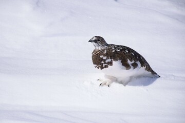 山岳地帯に住む鳥　ライチョウ（Rock ptarmigan）