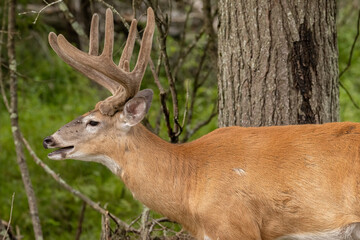 White-tailed Deer Buck with Velvet Antlers (Odocoileus virginianus)