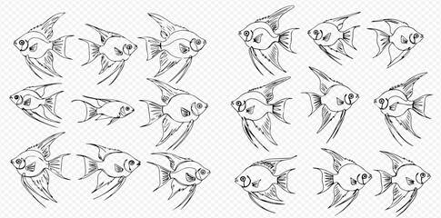 Detailed line art sketches of multiple angelfish in various orientations, illustrating aquatic life.
