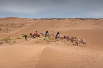 Caravan of camels. Kubuqi desert, Xiangshawan Resort, Inner Mongolia, China. Sunset sky with copy space for text