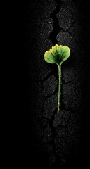 A tiny sprout emerges from cracked earth.