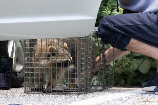 Raccoon in Live Trap with Human Assistance (Procyon lotor)