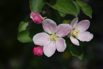 Fototapeta premium closeup apple tree blossoms